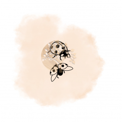 DUO DE COCCINELLES